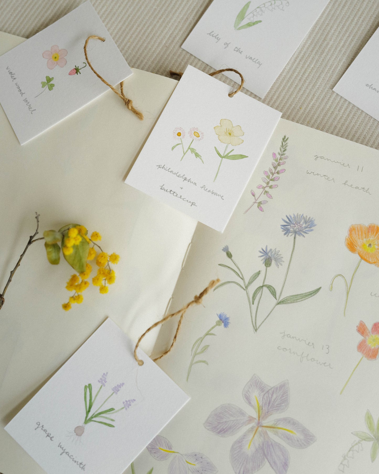 Flora and Fauna Mini Wall Hanging: Philadelphia Fleabane & Buttercup